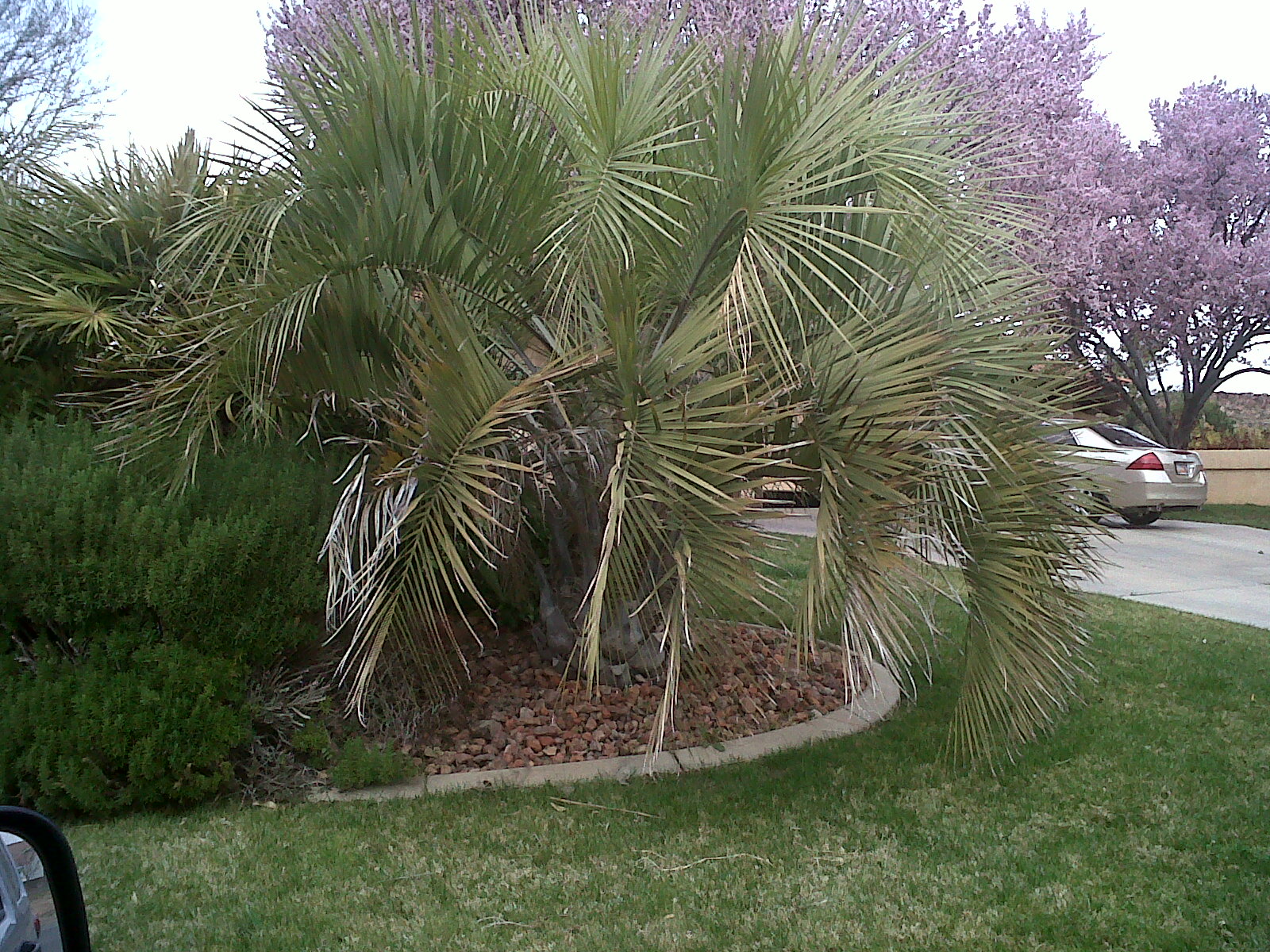 Palms in Utah? Yes! DISCUSSING PALM TREES WORLDWIDE PalmTalk